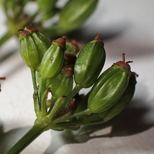  - Silaum silaus (L.) Schinz & Thell.