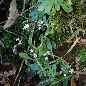  - Sedum cepaea L.