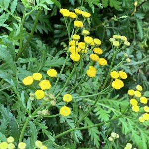 Photographie n°2956466 du taxon Tanacetum vulgare L. [1753]