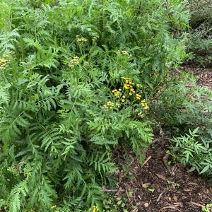 Photographie n°2956467 du taxon Tanacetum vulgare L. [1753]