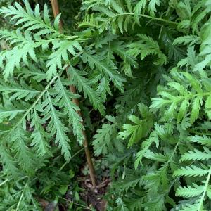  - Tanacetum vulgare L. [1753]