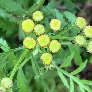  - Tanacetum vulgare L. [1753]