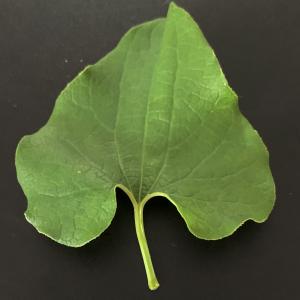  - Aristolochia clematitis L. [1753]