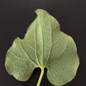  - Aristolochia clematitis L. [1753]