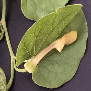  - Aristolochia clematitis L. [1753]