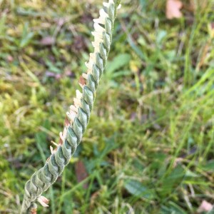 Photographie n°2956509 du taxon Spiranthes spiralis (L.) Chevall. [1827]
