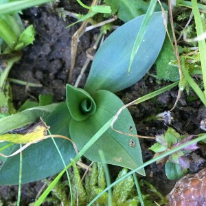 Photographie n°2956510 du taxon Spiranthes spiralis (L.) Chevall. [1827]