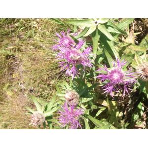 Centaurea nervosa Willd. subsp. nervosa (Centaurée à nervures)