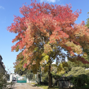  - Fraxinus angustifolia subsp. oxycarpa (M.Bieb. ex Willd.) Franco & Rocha Afonso [1971]