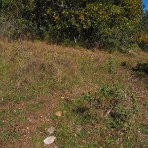 Photographie n°2956577 du taxon Spiranthes spiralis (L.) Chevall. [1827]