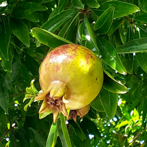 Photographie n°2956636 du taxon Punica granatum L. [1753]