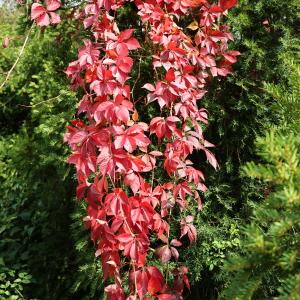 Photographie n°2956658 du taxon Parthenocissus quinquefolia (L.) Planch. [1887]