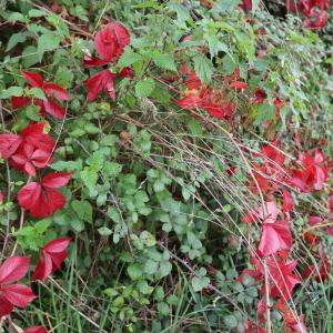 Photographie n°2956659 du taxon Parthenocissus quinquefolia (L.) Planch. [1887]