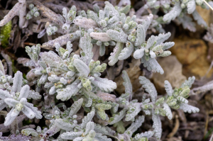 Jean-Jacques Houdré, le 19 novembre 2023 (Hures-la-Parade)