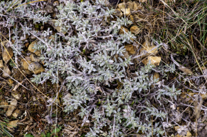 Jean-Jacques Houdré, le 19 novembre 2023 (Hures-la-Parade)