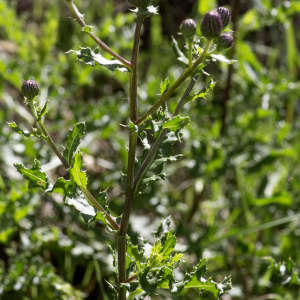 Photographie n°2956880 du taxon Cirsium arvense (L.) Scop. [1772]