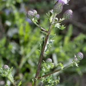 Photographie n°2956881 du taxon Cirsium arvense (L.) Scop. [1772]