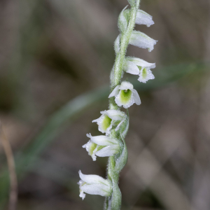 Photographie n°2956916 du taxon Spiranthes spiralis (L.) Chevall. [1827]