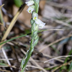 Photographie n°2956918 du taxon Spiranthes spiralis (L.) Chevall. [1827]