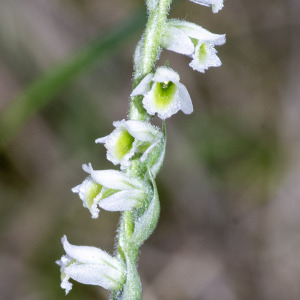 Photographie n°2956919 du taxon Spiranthes spiralis (L.) Chevall. [1827]