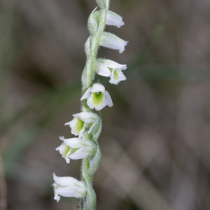 Photographie n°2956921 du taxon Spiranthes spiralis (L.) Chevall. [1827]