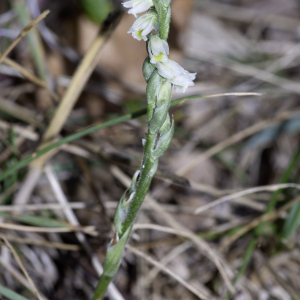 Photographie n°2956923 du taxon Spiranthes spiralis (L.) Chevall. [1827]