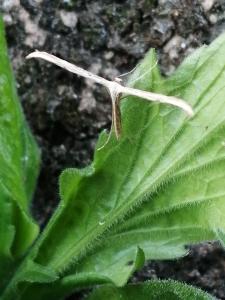 Patrick Ressayre, le 27 octobre 2024 (Vaulx-en-Velin)