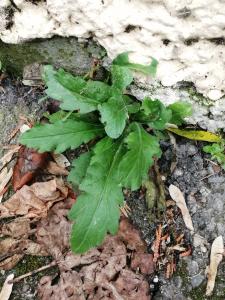 Patrick Ressayre, le 30 octobre 2024 (Vaulx-en-Velin)