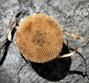 France Rosmann, le 20 février 2022 (Villelongue)