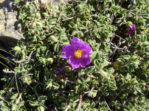 Jean-Jacques Houdré, le 15 avril 2024 (Cala Morell)