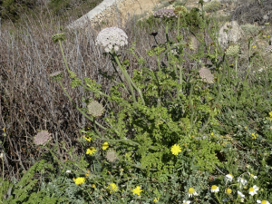 Jean-Jacques Houdré, le 15 avril 2024 (Cala Morell)