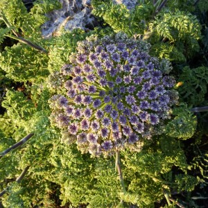  - Daucus carota subsp. hispanicus (Gouan) Thell. [1926]