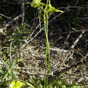 Photographie n°2957574 du taxon Oxalis pes-caprae L. [1753]