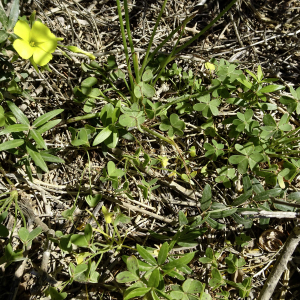 Photographie n°2957580 du taxon Oxalis pes-caprae L. [1753]