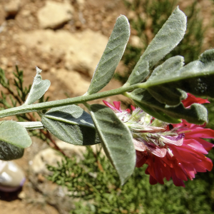 Photographie n°2957667 du taxon Sulla coronaria (L.) Medik. [1789]