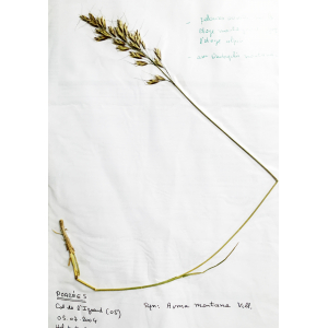 Helictotrichon sedenense (Clarion ex DC.) Holub subsp. sedenense (Avoine de Seyne)