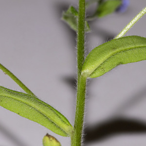 Photographie n°2957803 du taxon Myosotis arvensis (L.) Hill [1764]