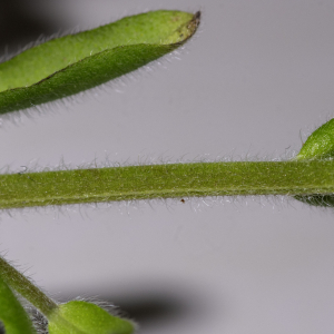 Photographie n°2957804 du taxon Myosotis arvensis (L.) Hill [1764]