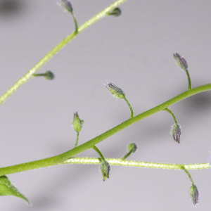 Photographie n°2957806 du taxon Myosotis arvensis (L.) Hill [1764]