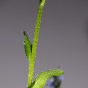 Photographie n°2957808 du taxon Myosotis arvensis (L.) Hill [1764]