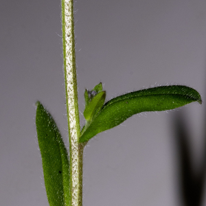 Photographie n°2957809 du taxon Myosotis arvensis (L.) Hill [1764]