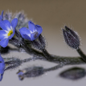 Photographie n°2957810 du taxon Myosotis arvensis (L.) Hill [1764]