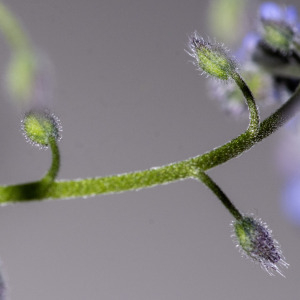 Photographie n°2957811 du taxon Myosotis arvensis (L.) Hill [1764]