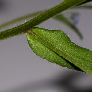 Photographie n°2957812 du taxon Myosotis arvensis (L.) Hill [1764]