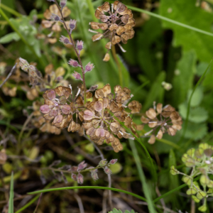 Photographie n°2957892 du taxon Teesdalia nudicaulis (L.) W.T.Aiton [1812]