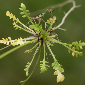 Photographie n°2957893 du taxon Teesdalia nudicaulis (L.) W.T.Aiton [1812]