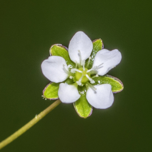 Photographie n°2957903 du taxon Sagina subulata subsp. subulata