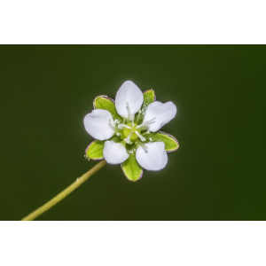 Sagina subulata (Sw.) C.Presl subsp. subulata (Sagine subulée)