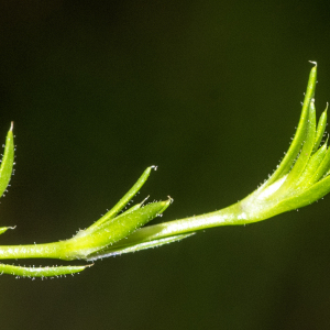 Photographie n°2957904 du taxon Sagina subulata subsp. subulata