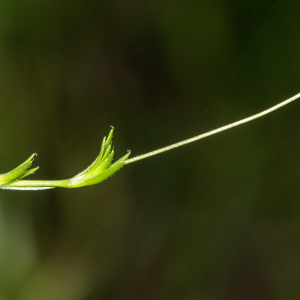  - Sagina subulata subsp. subulata